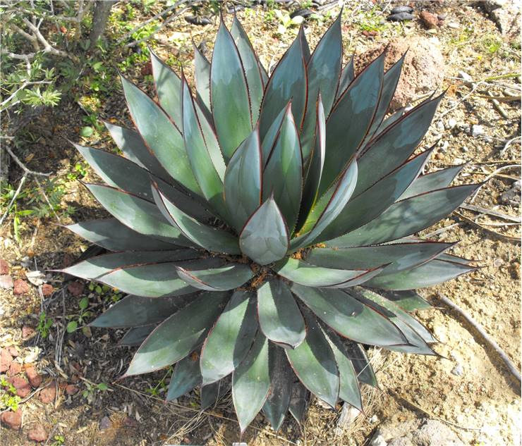 Agave Plant