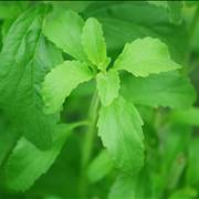 Stevia Sugar Plant