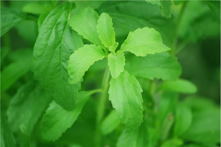 Stevia Sugar Plant