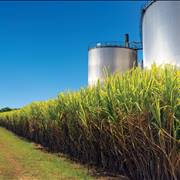 Sugarcane Plants